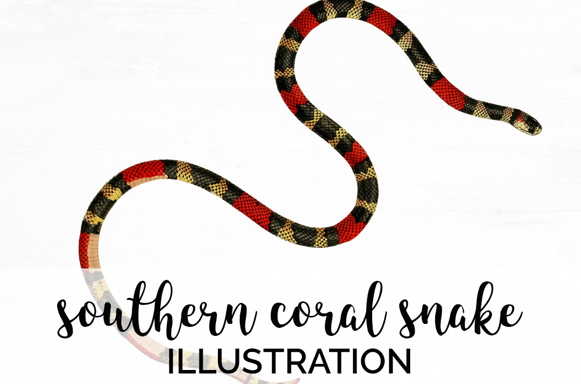 Bright vintage image of a colored coral snake.