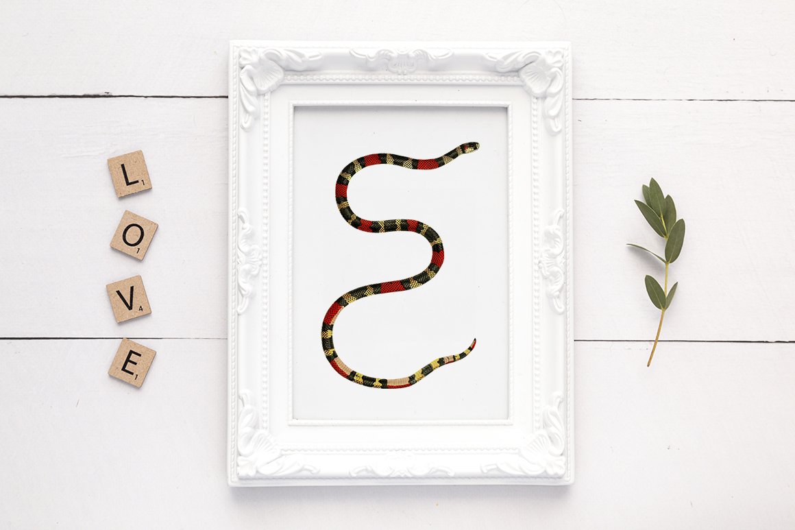 Snow-white wall picture with a vintage image of a coral snake.