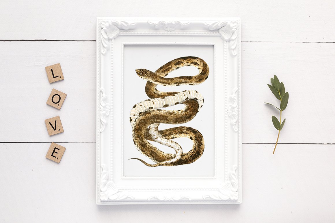 Snow-white wall picture with a vintage image of a eastern pine snake.