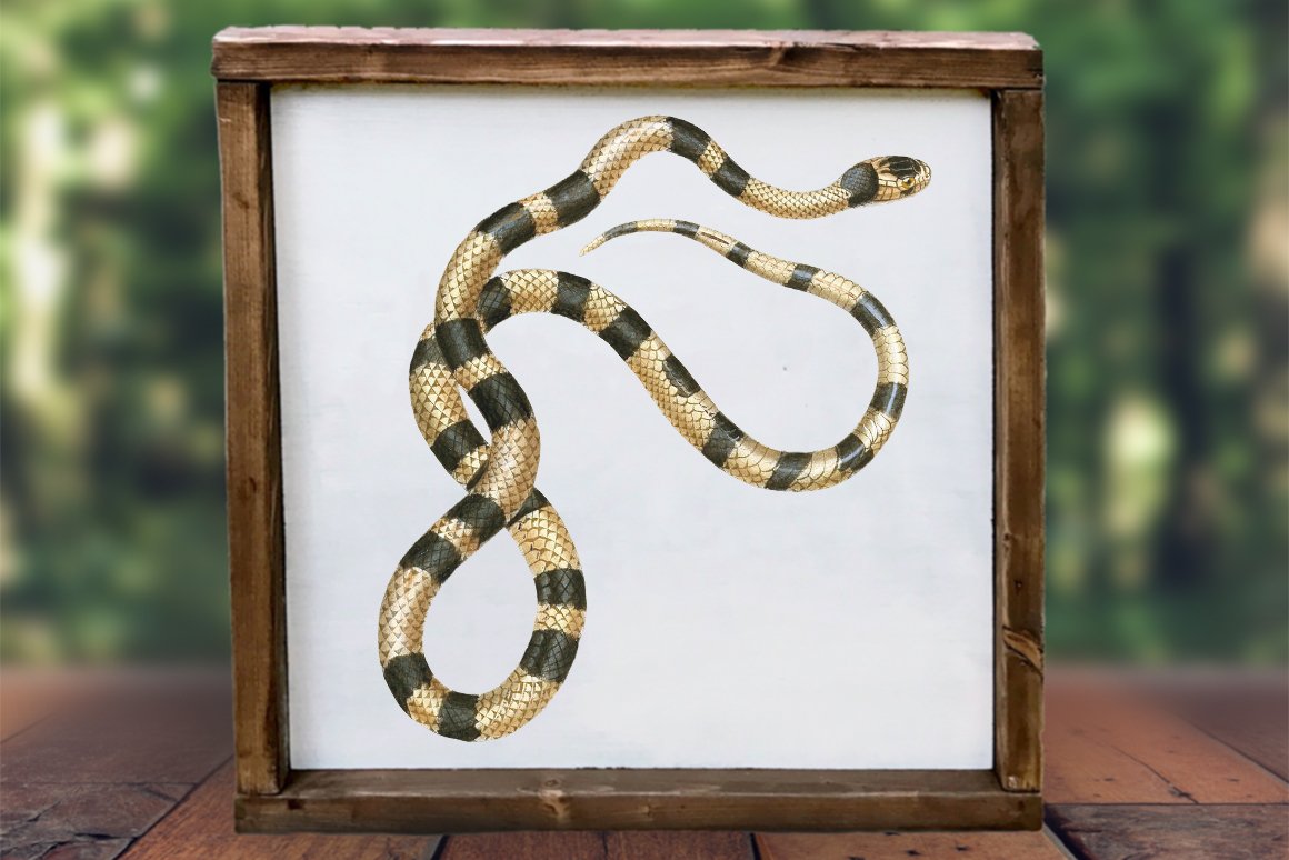 Wall picture with a wooden frame with a vintage image of a false coral snake.
