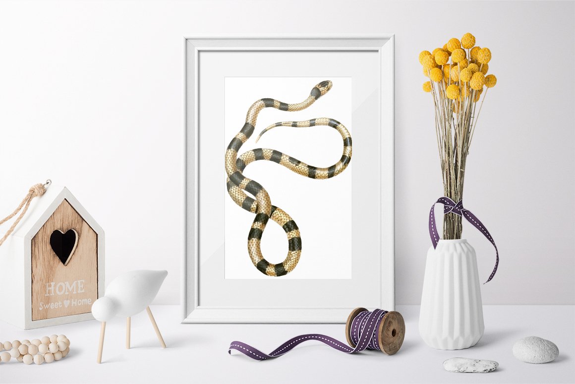 Gray-white wall picture with a vintage image of a coral snake.