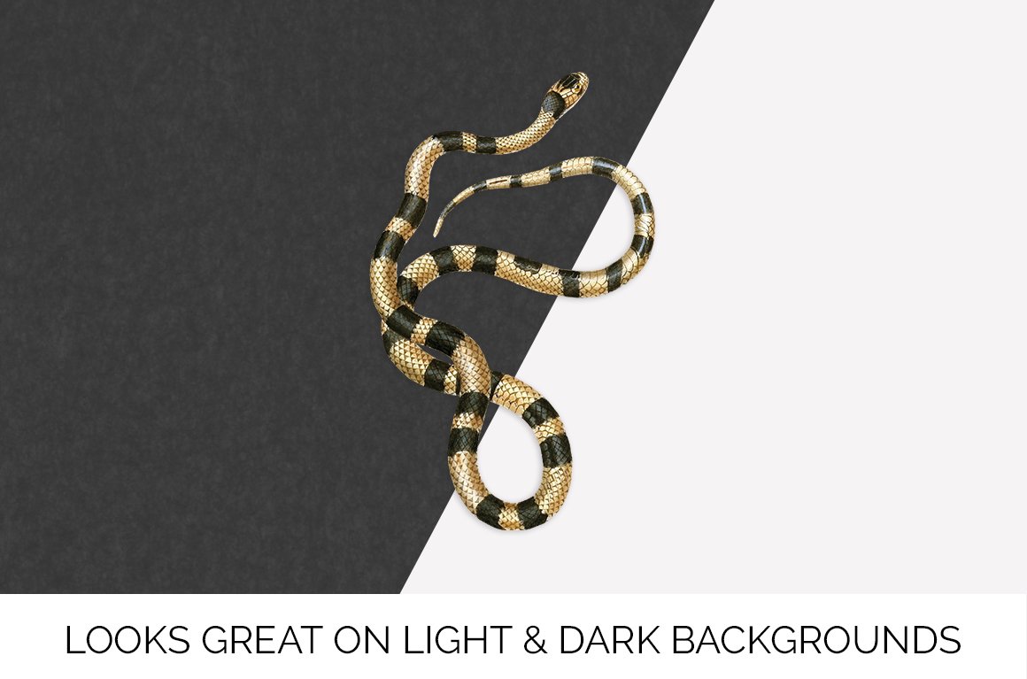 Charming false coral snake on a black and white background.