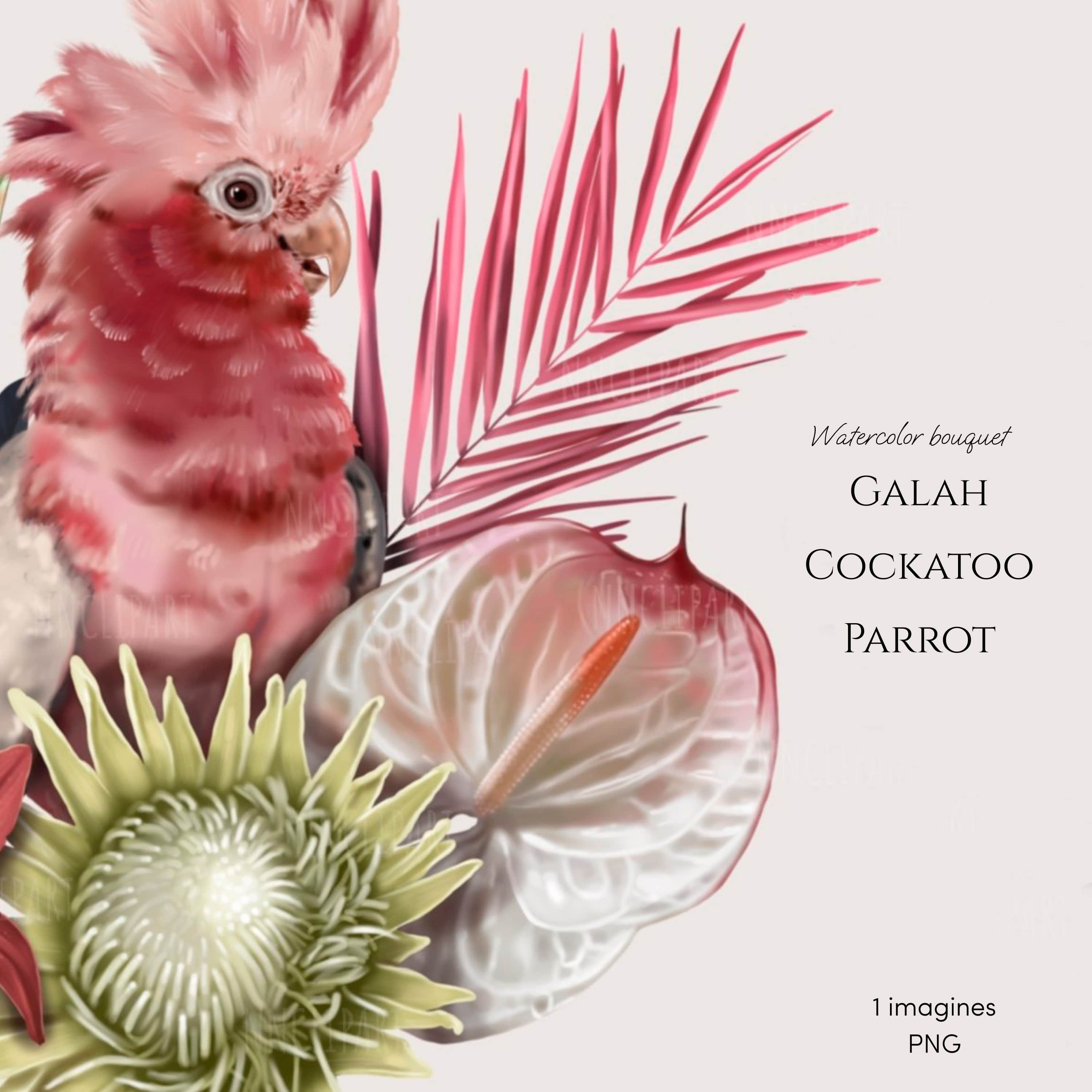 Galah cockatoo Parrot, Watercolor bouquet clipart cover.