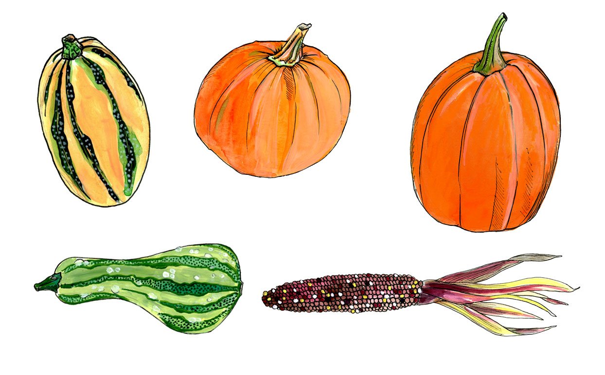 Diverse of pumpkins in different shapes and colors.