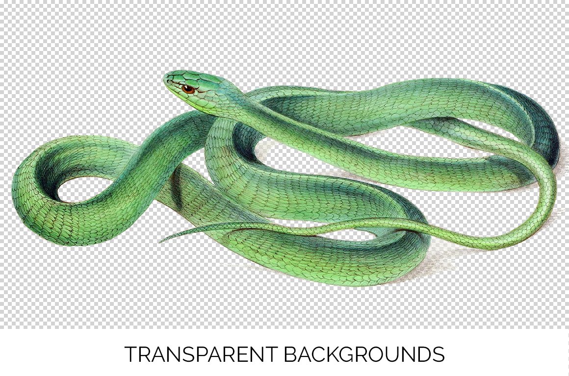 A large forest green snake coiled into a knot.
