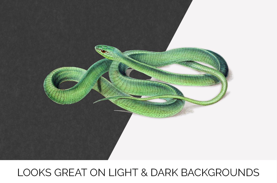 Charming green snake on a black and white background.