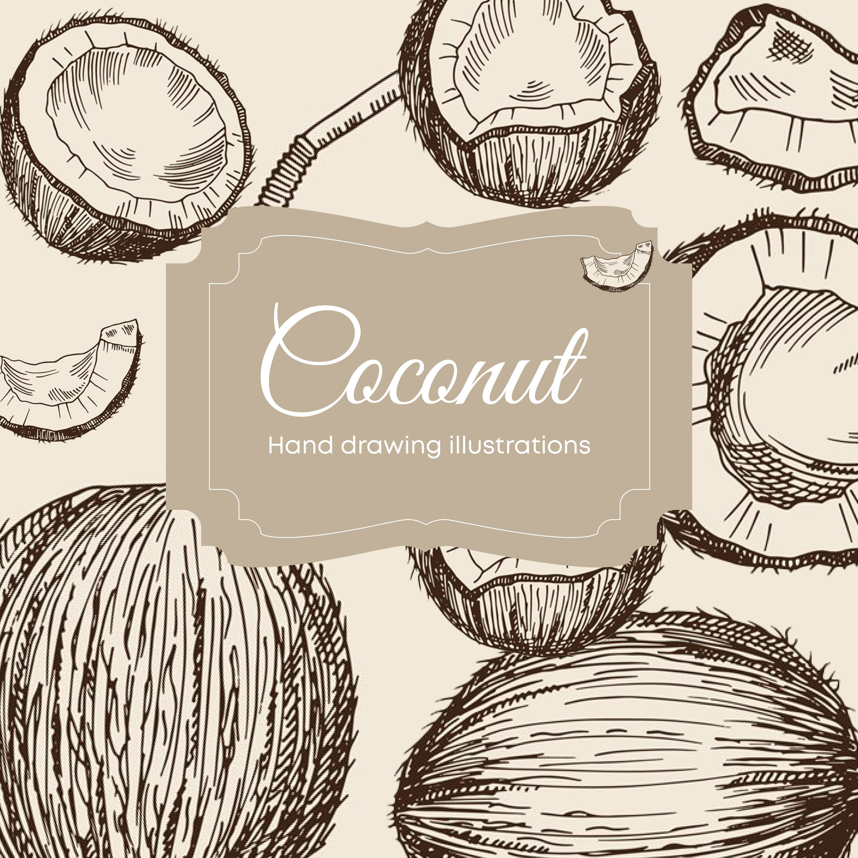 Hand drawing illustrations of different sides of coconut.