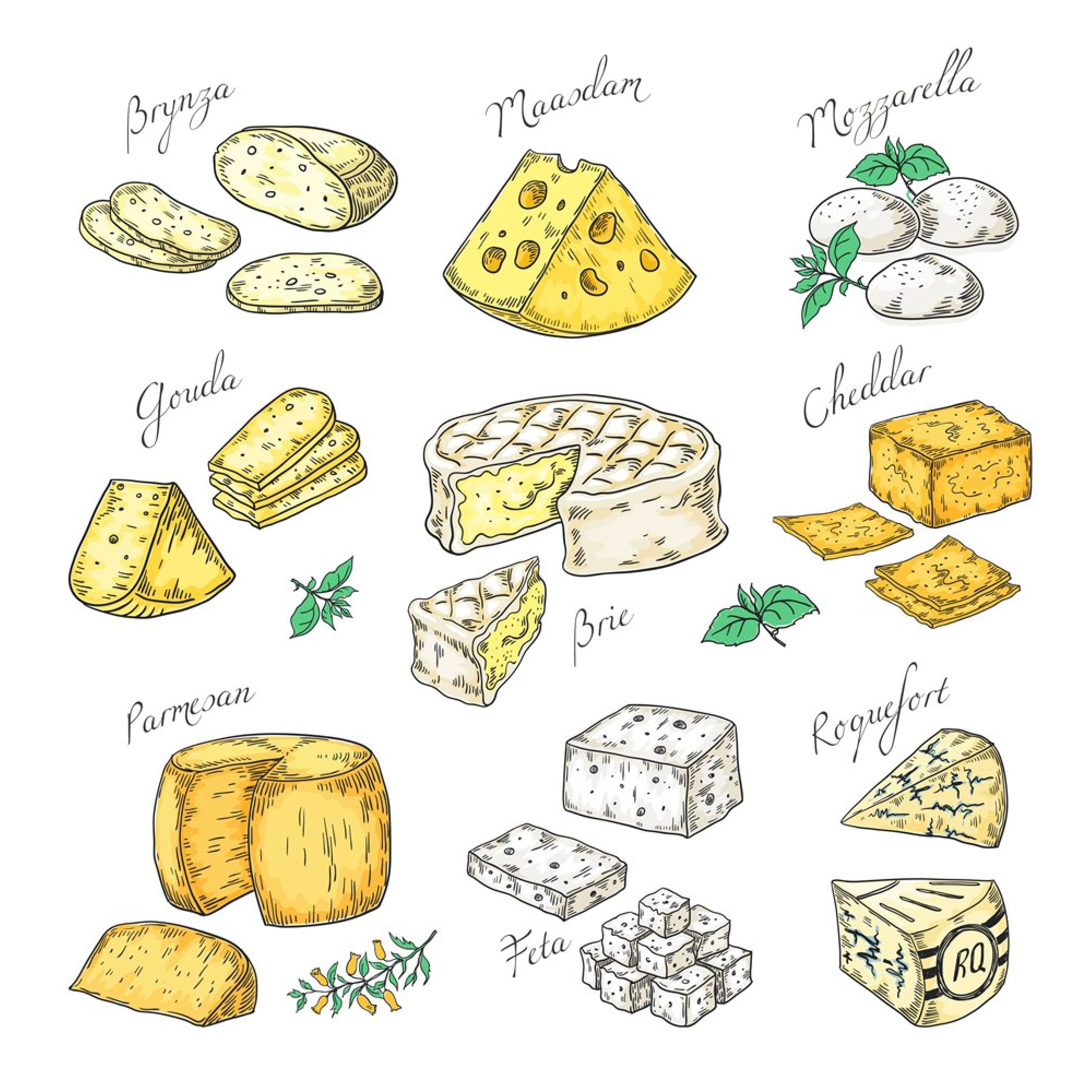 Collection of hand-drawn images of different varieties of cheeses.