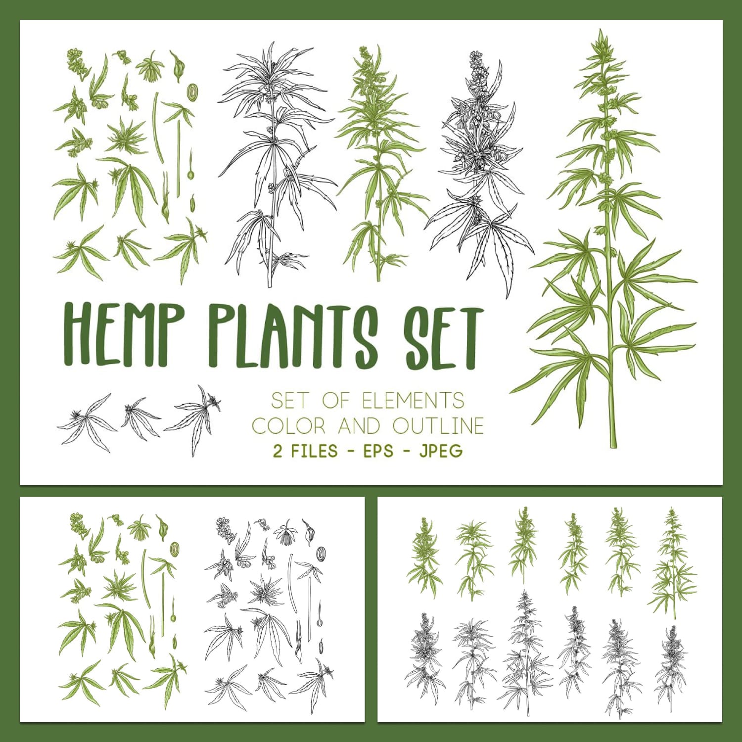 Hemp Plants Set. Color And Outline.