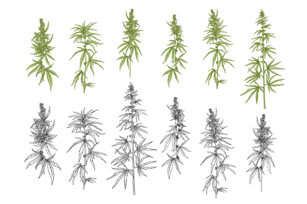 Images of 6 different types of hemp plants in green and gray.