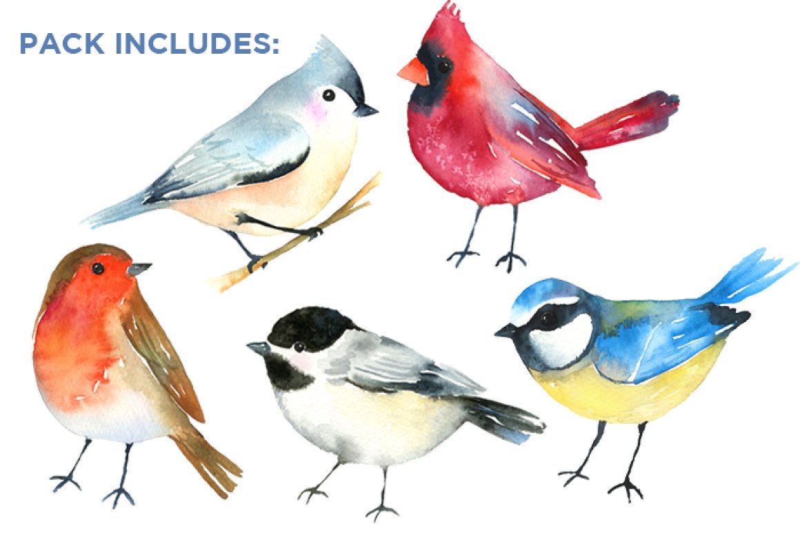 Diverse of colorful birds.