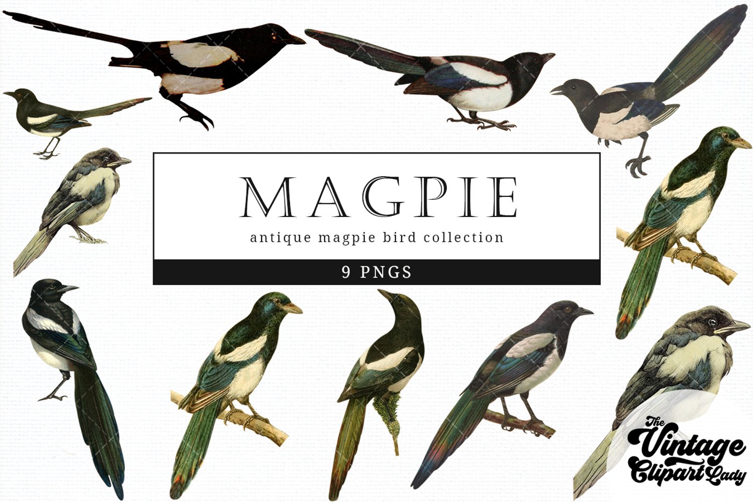 Cover image of Magpie Vintage Bird illustration Clip Art.