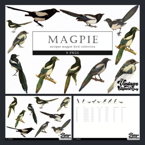 Magpie vintage bird illustration clip art - main image preview.