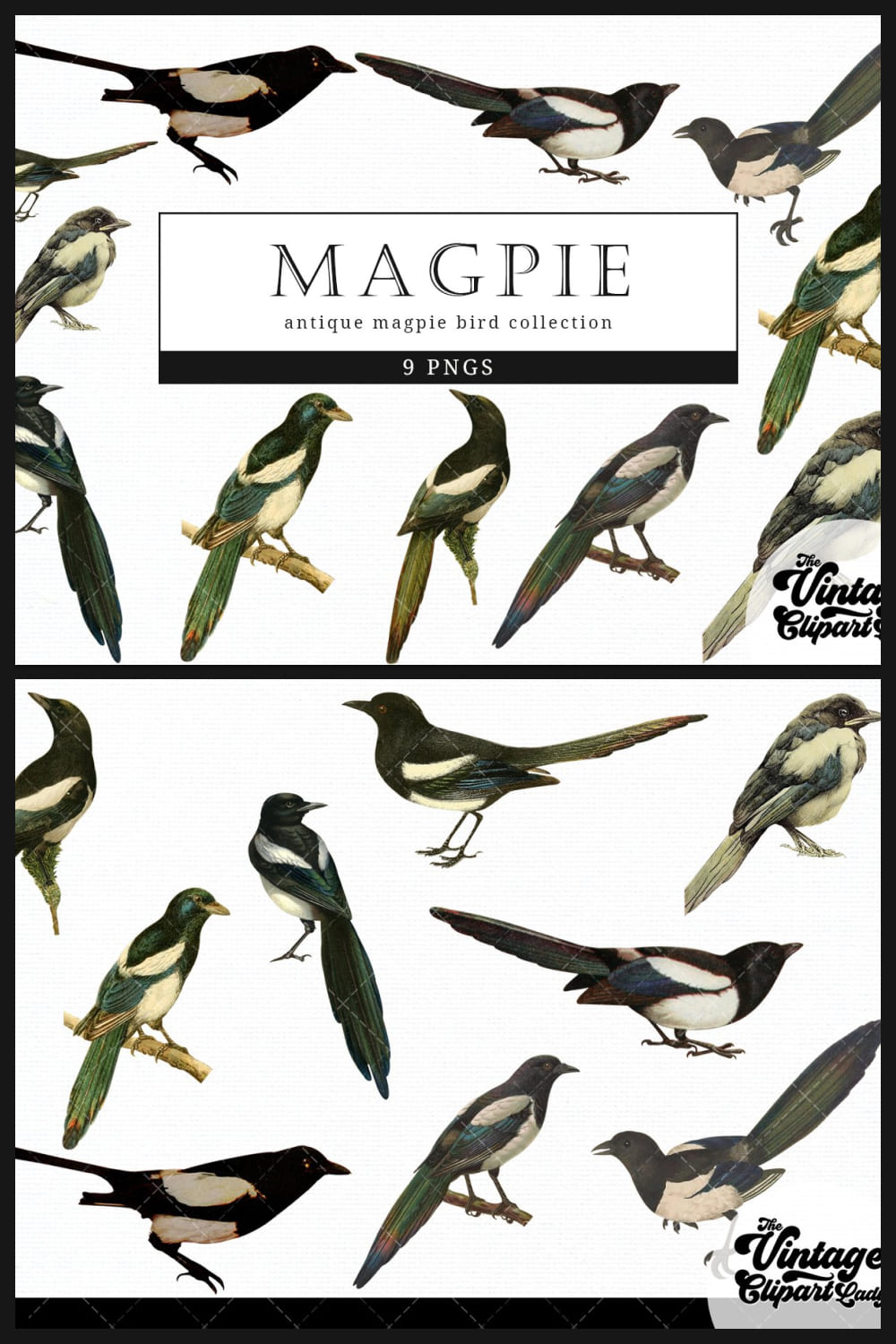 Magpie vintage bird illustration clip art - pinterest image preview.