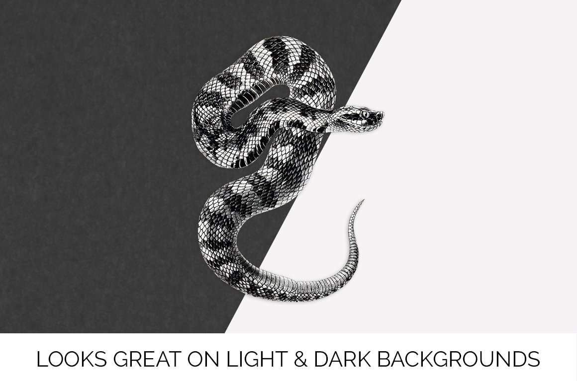 Charming moccasin snake on a black and white background.