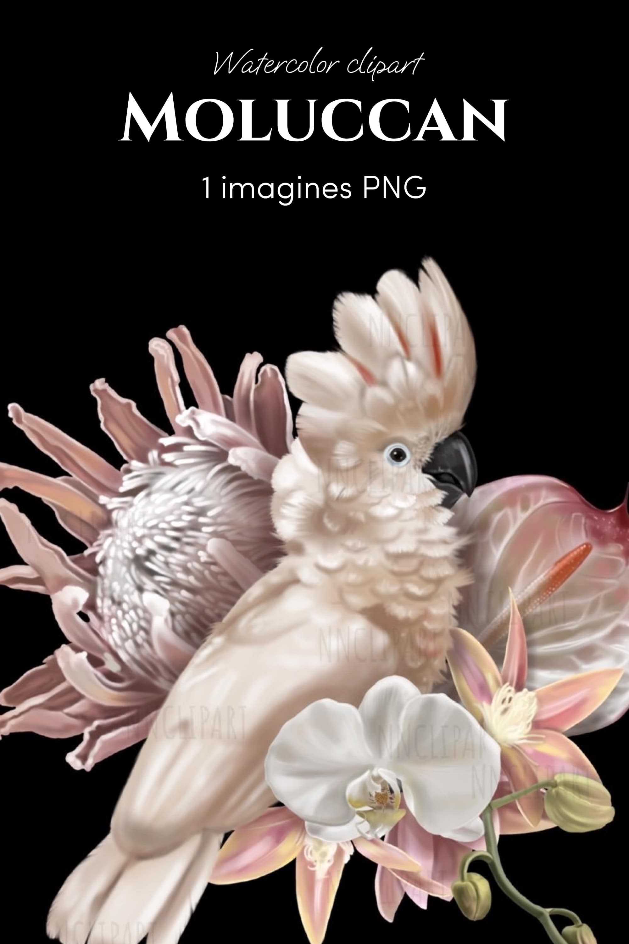 moluccan cockatoo parrot watercolor bouquet clipart pinterest min