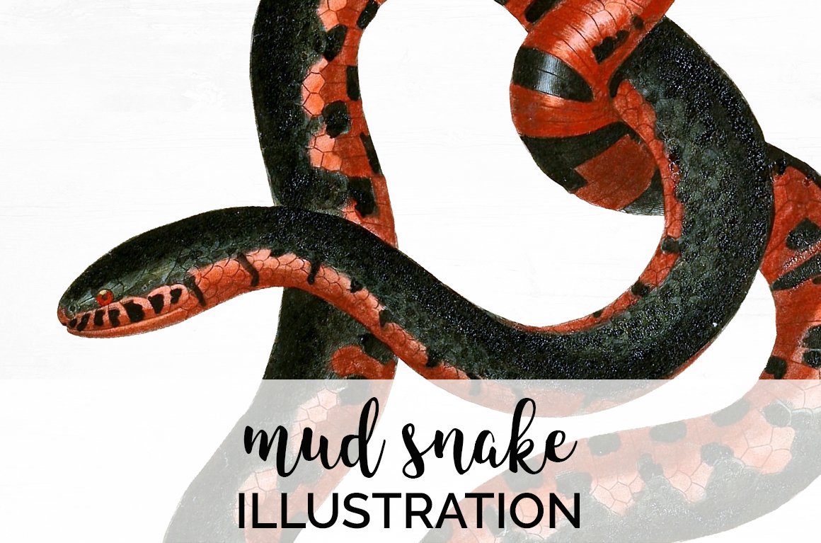 Bright vintage image of a colored mud snake.