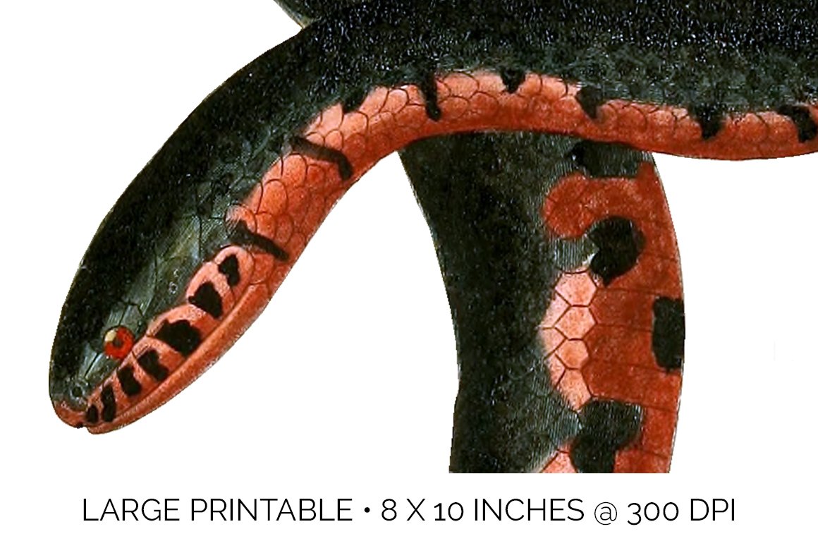 Detail vintage image of the head of a mud snake.