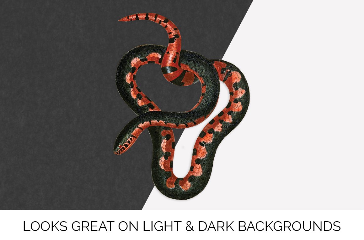 Charming mud snake on a black and white background.