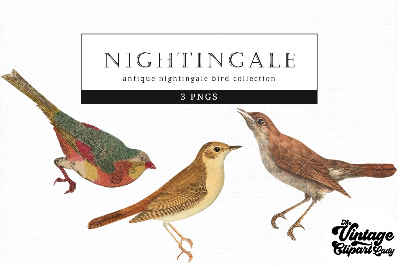 Elegant nightingales set.