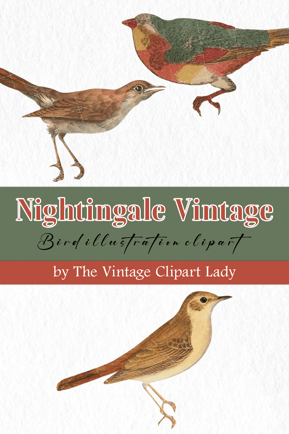 nightingale vintage bird illustration clip art pinterest