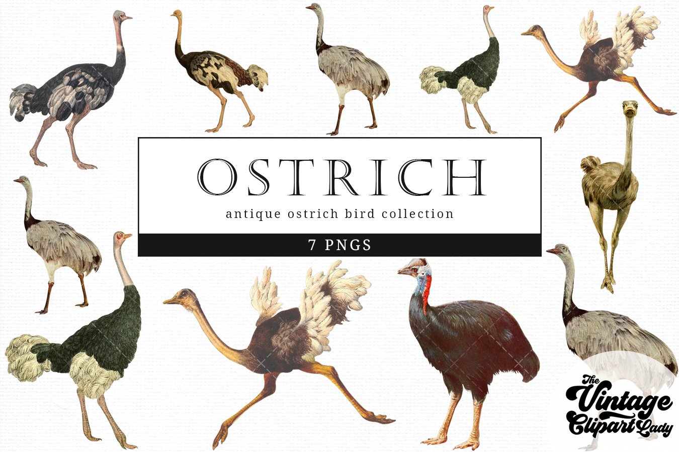 Realistic ostrich in a vintage style.