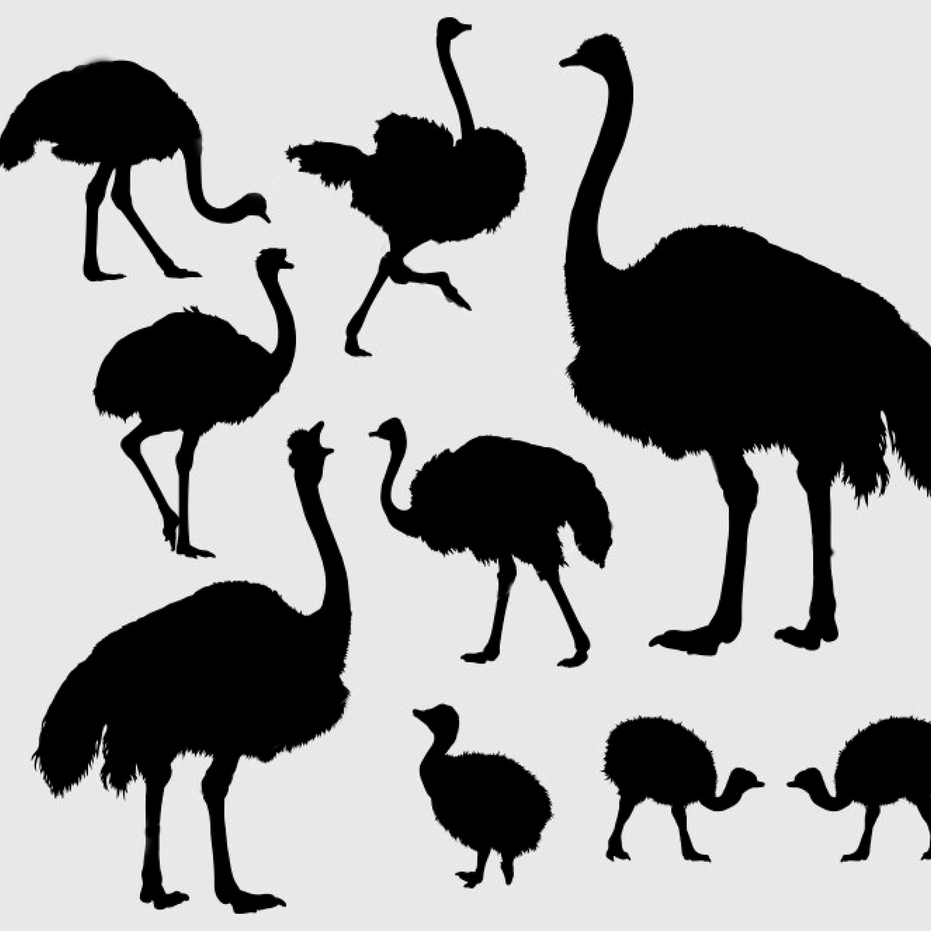 Ostrich bird silhouette cover.