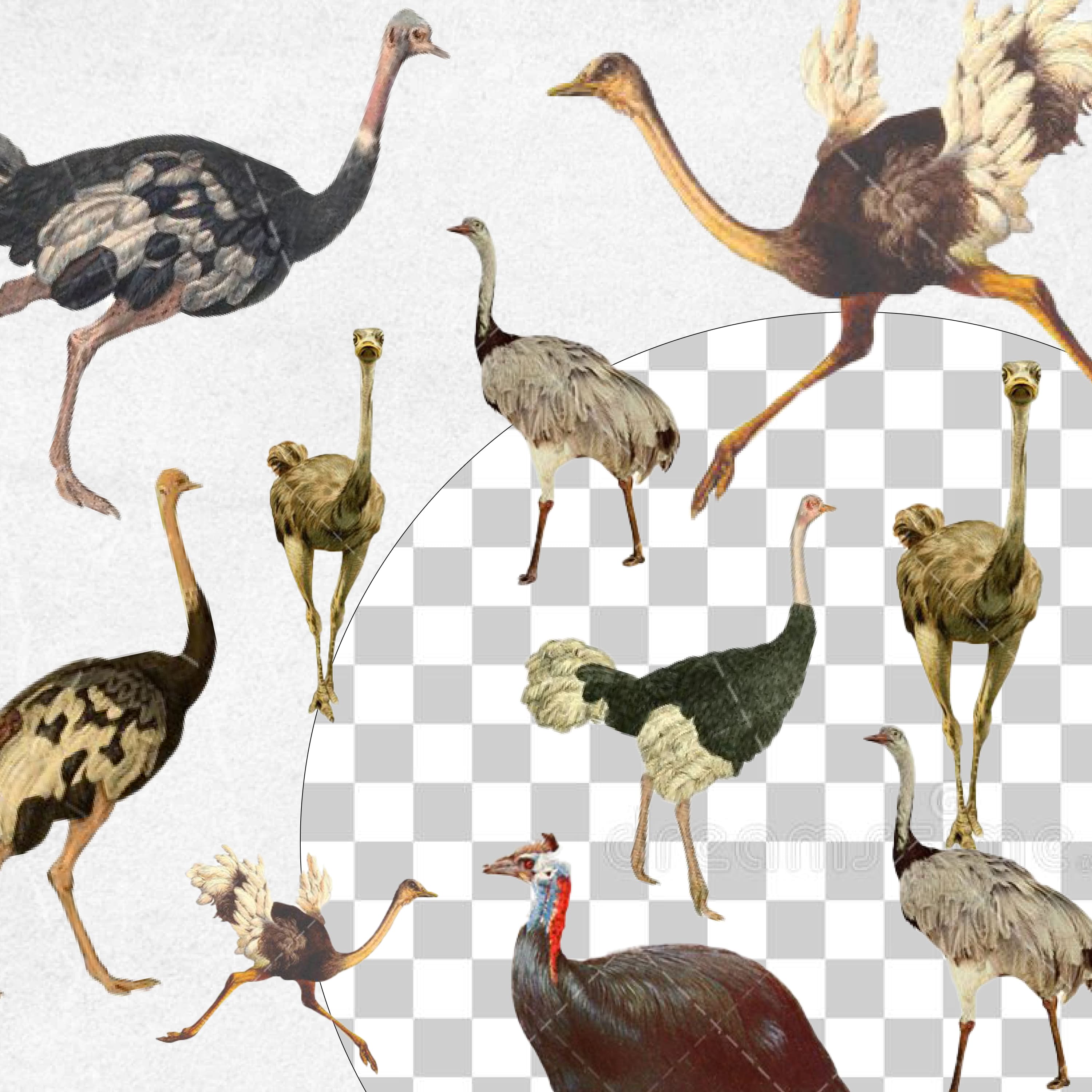 Ostrich Vintage Bird illustration Clip Art, Clipart cover.
