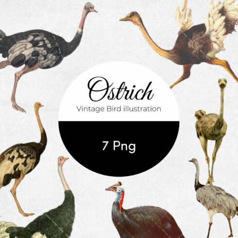Ostrich Vintage Bird illustration Clip Art, Clipart.