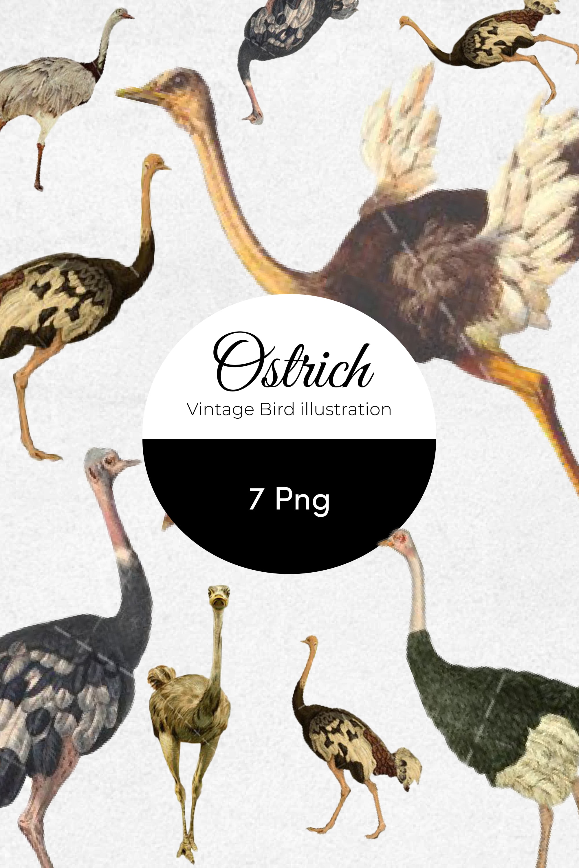 ostrich vintage bird illustration clip art clipart pinterest min