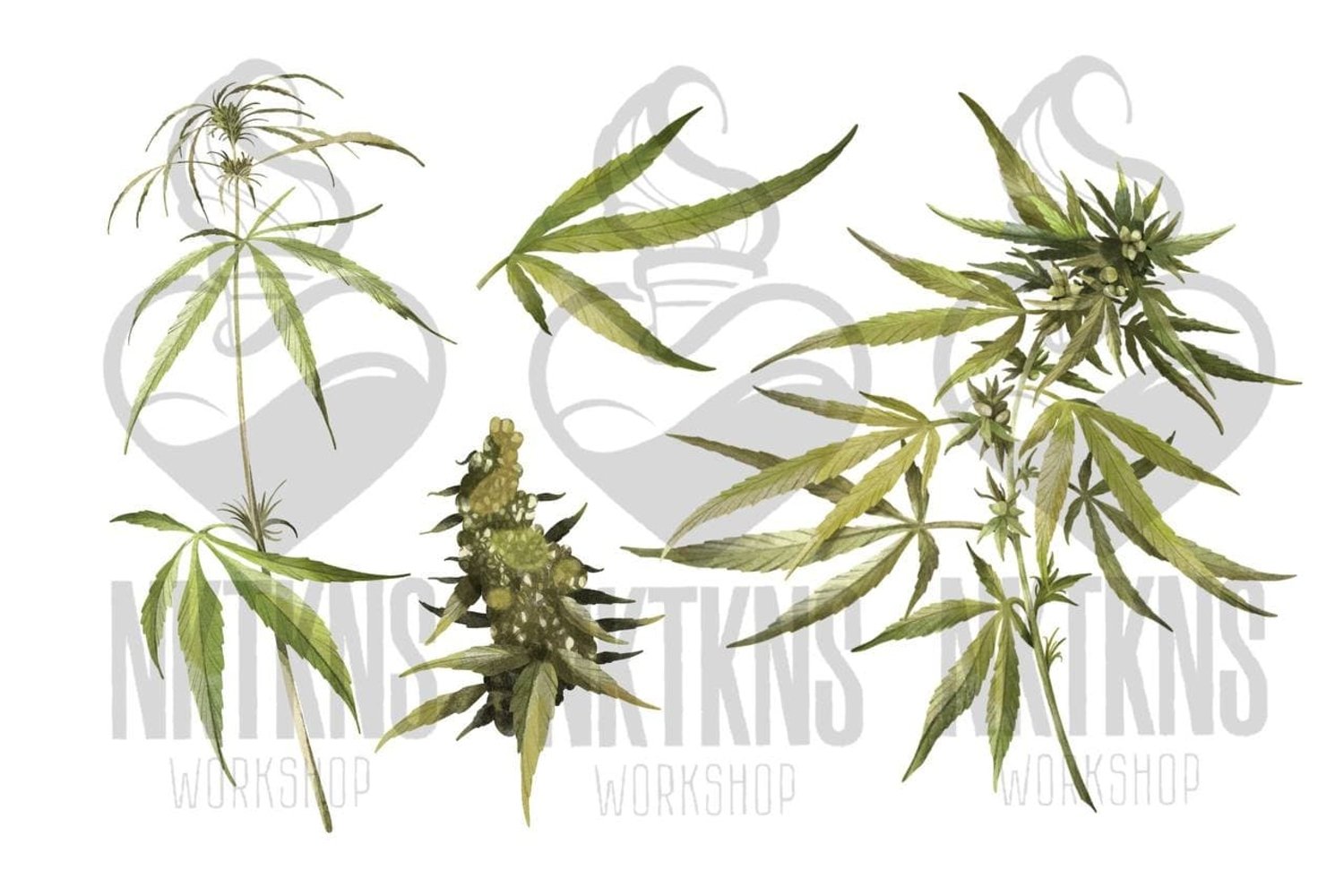 Watercolor Cannabis Created By NKTKNS WorkShop.