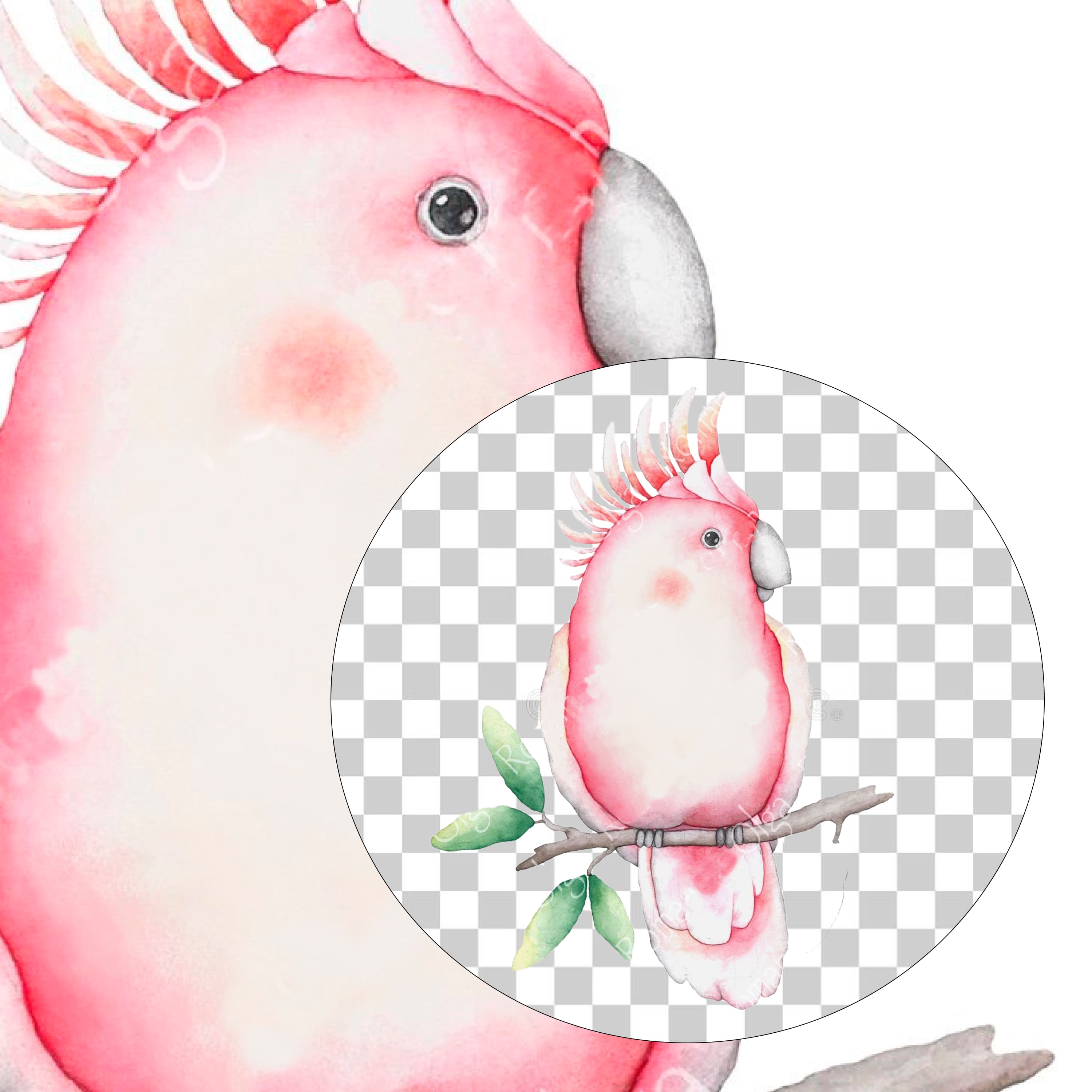 Pink Cockatoo Tropical watercolor Bird Sublimation Design cover.