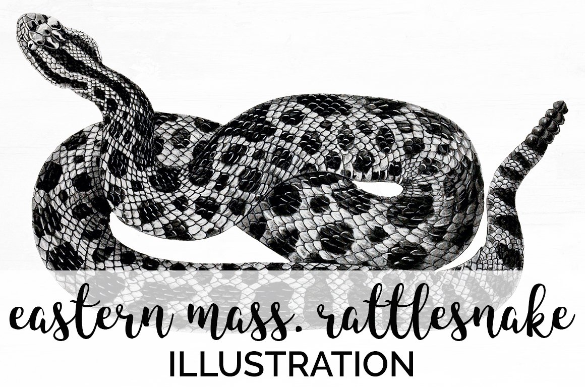 Rattlesnake vintage hand drawn image.