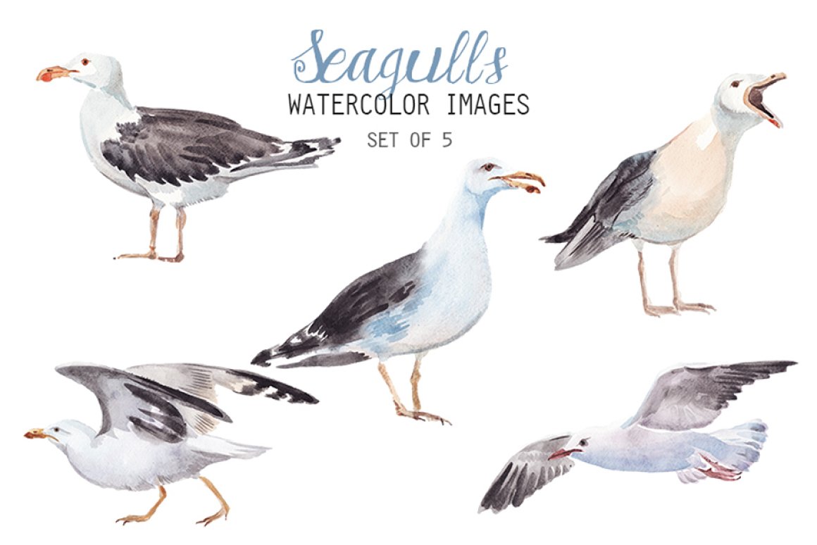 Realistic seagull illustrations.