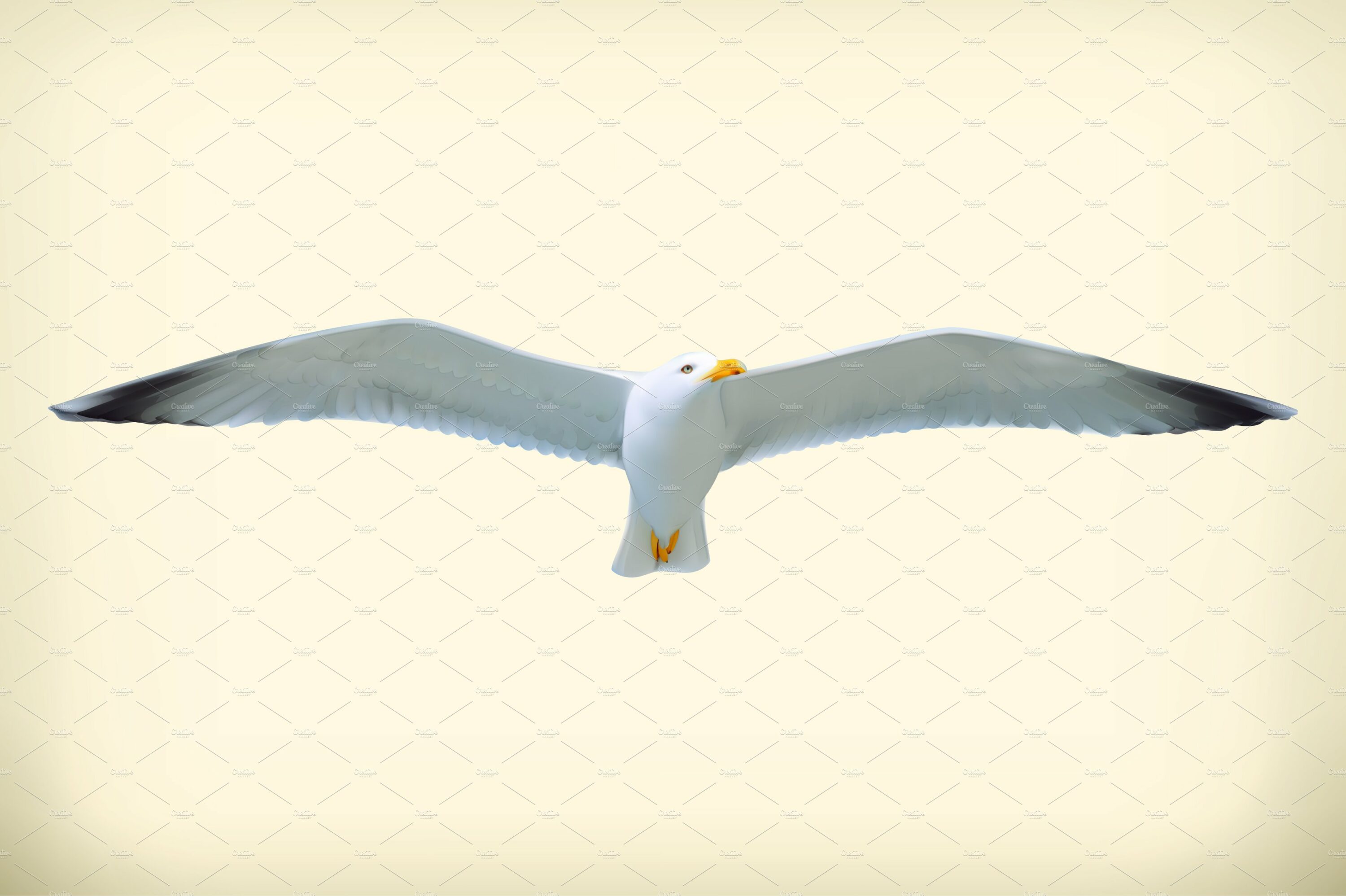 Flying seagull.