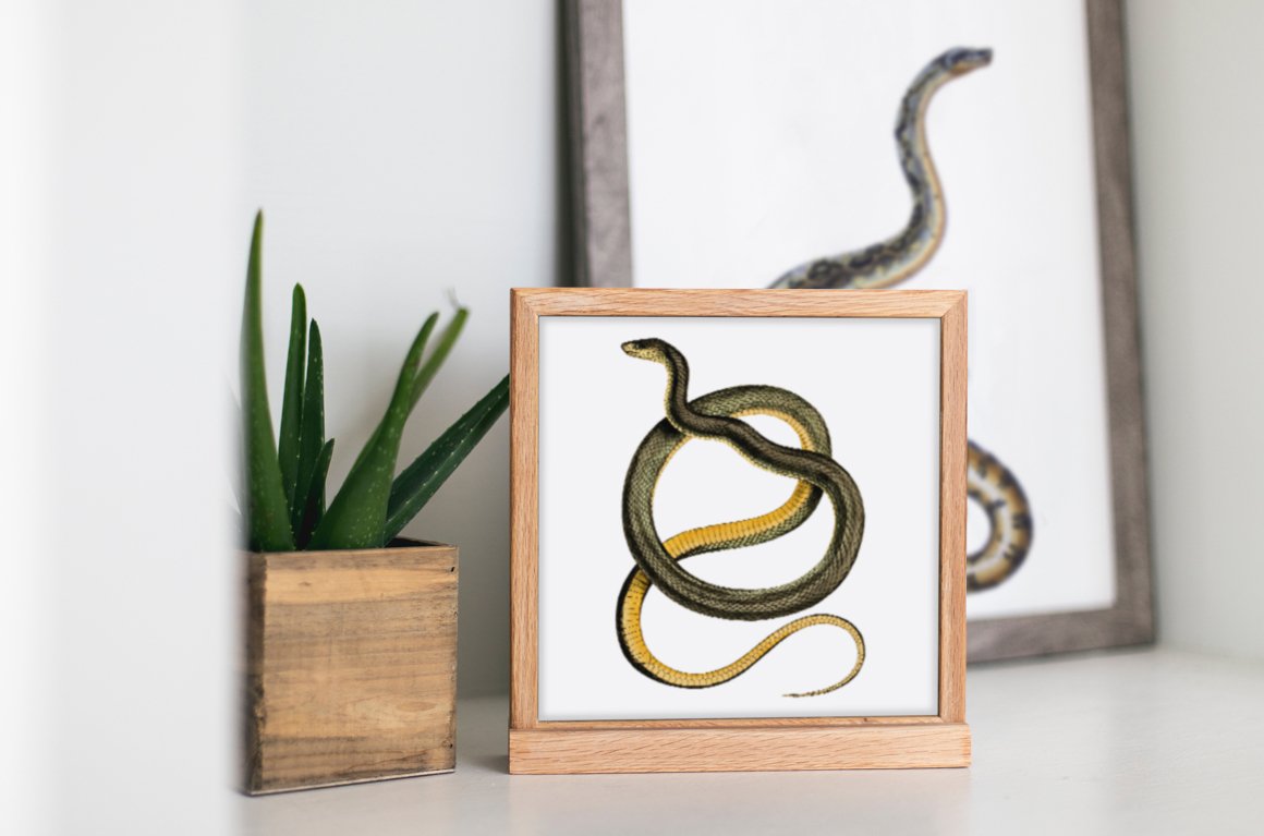Picture in a frame with images of a small snake.