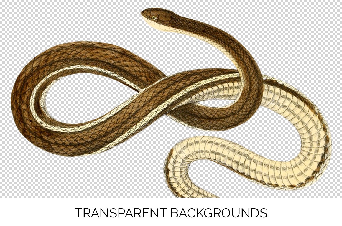 Large sand two-colored snake twisted into a knot.