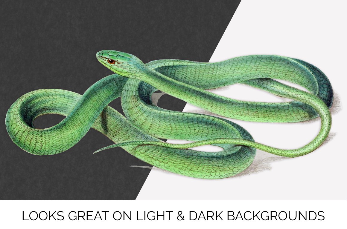 Charming green snake on a black and white background.