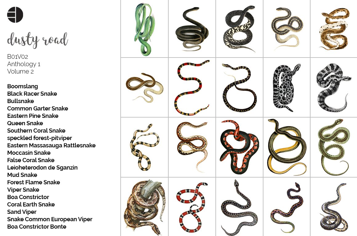 Many images of wild and poisonous snakes.
