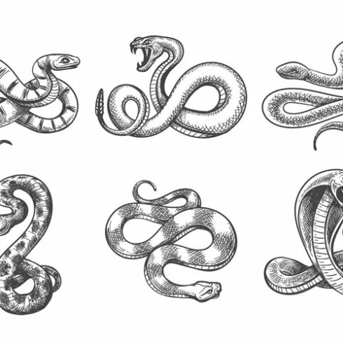 Snakes Sketch Set | MasterBundles