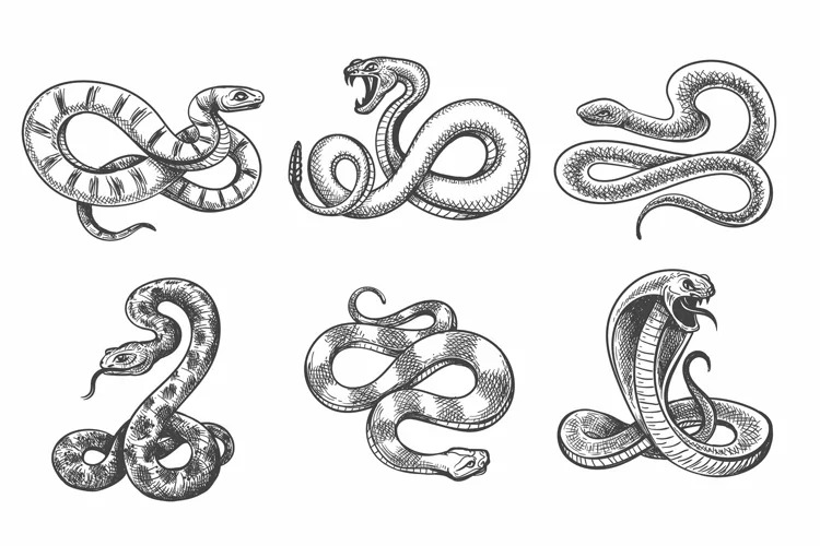 Pack of images of hand-drawn venomous snakes.