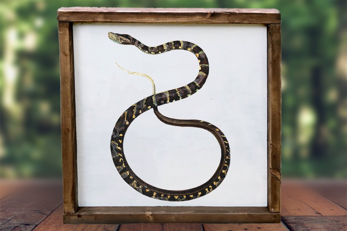 Wall picture with a wooden frame with a vintage image of a speckled forest pitviper.