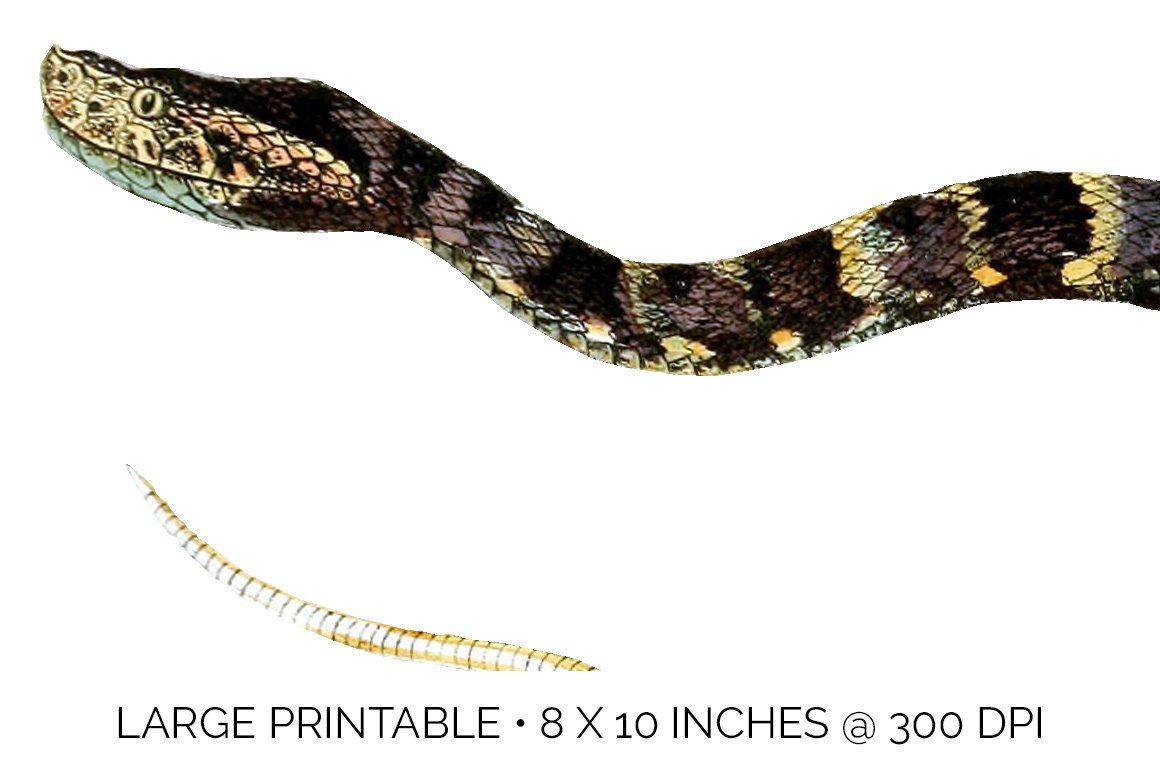 Detail vintage image of the head of a speckled forest pitviper.