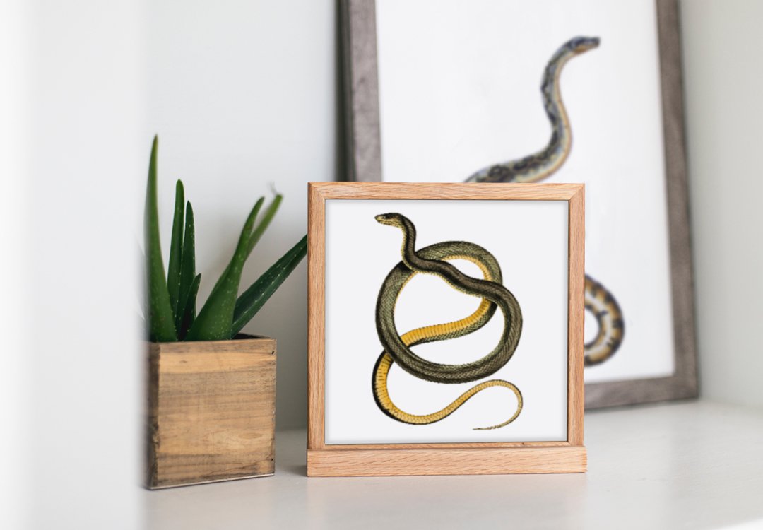 Tabletop picture depicting a steppe snake.