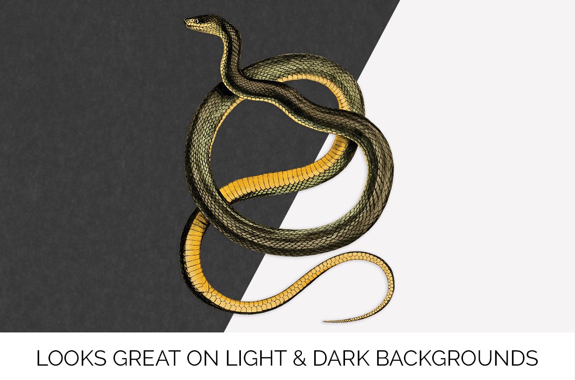 Charming bicolor snake on a black and white background.