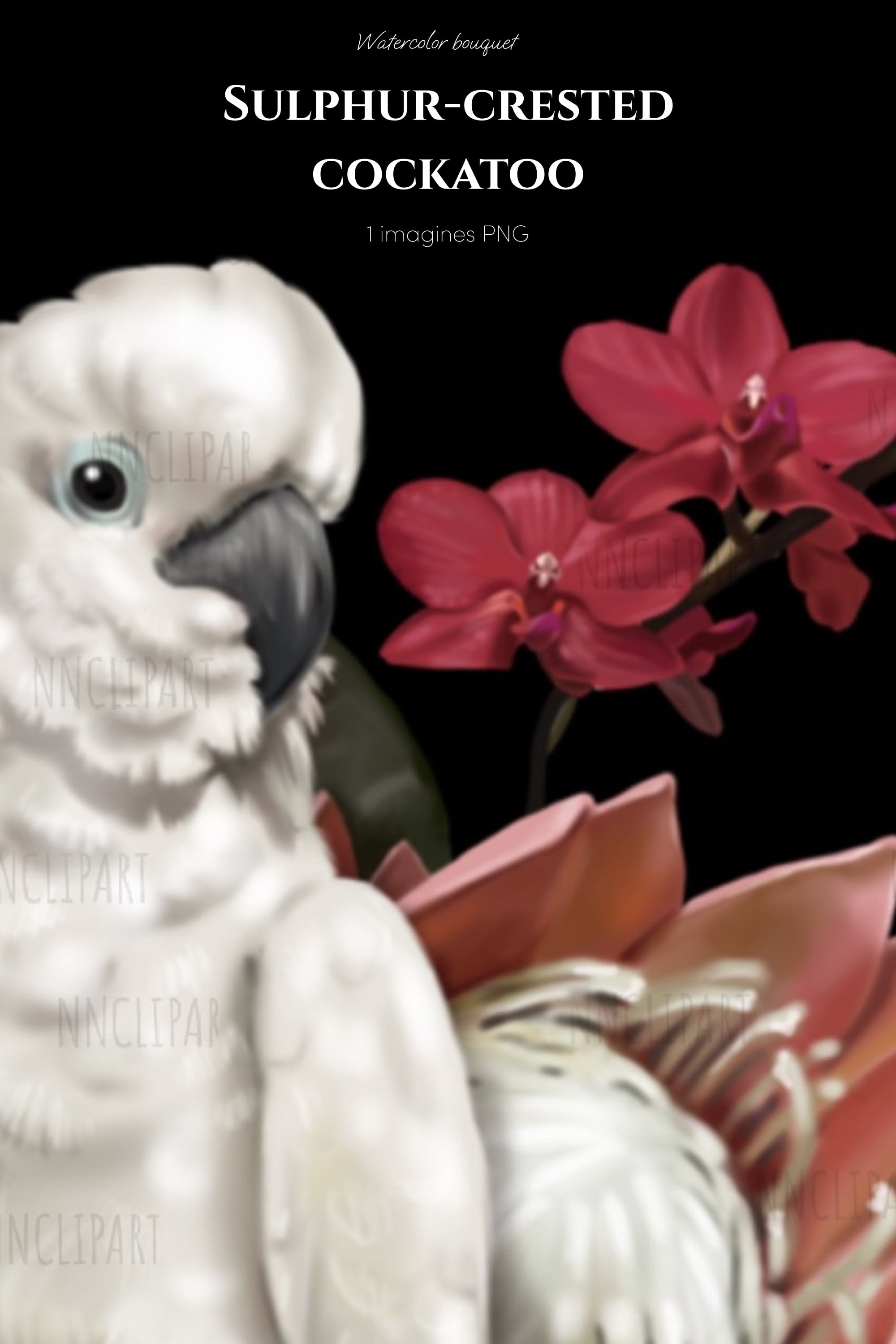 sulphur crested cockatoo parrot watercolor bouquet clipart pinterest min