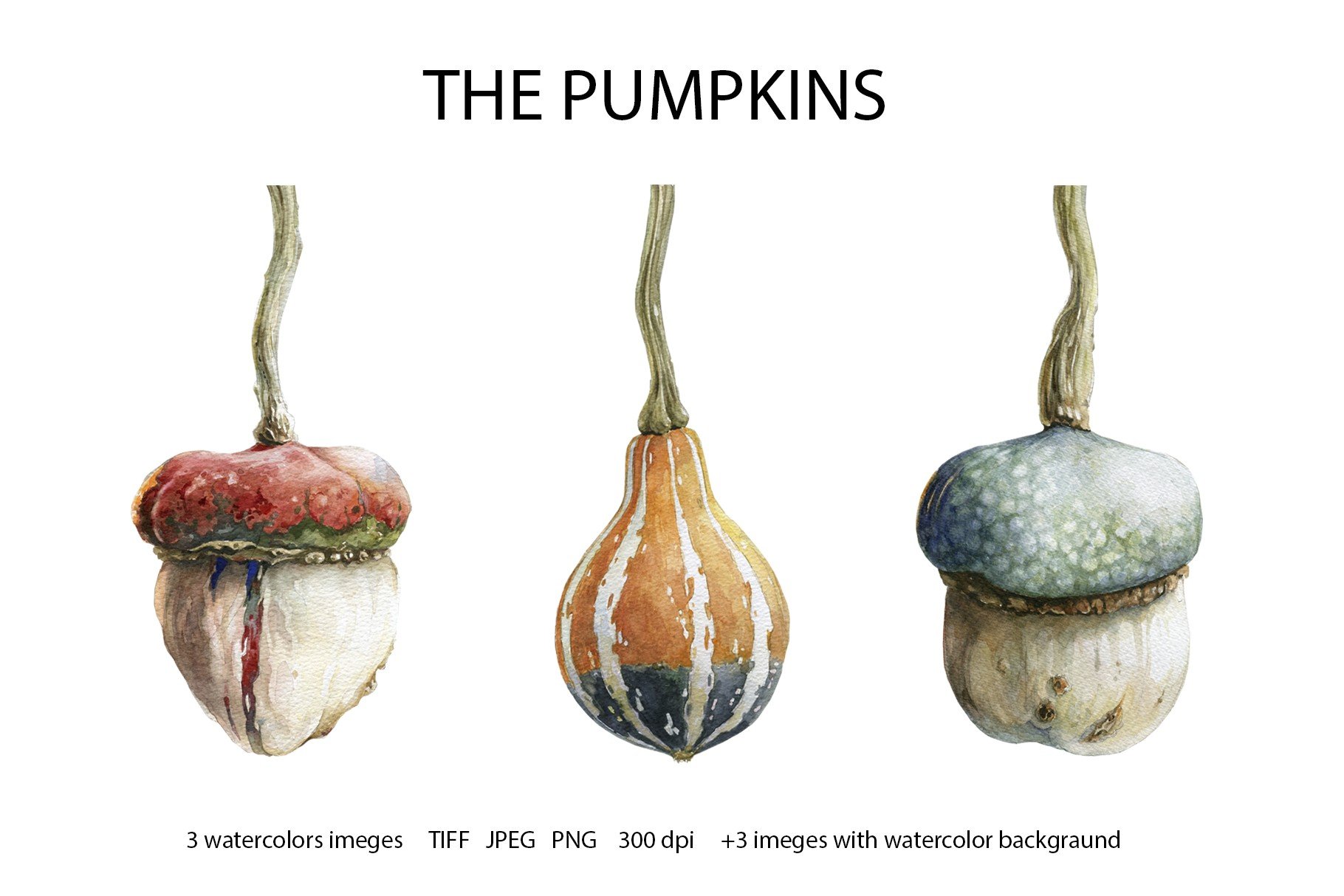 Beautiful and minimalistic illustration with dried pumpkins.