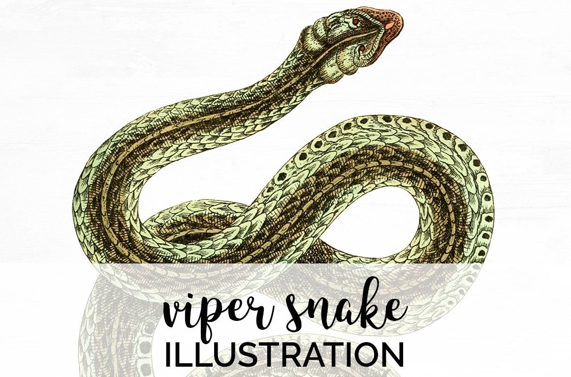 Bright vintage image of a colored viper snake.