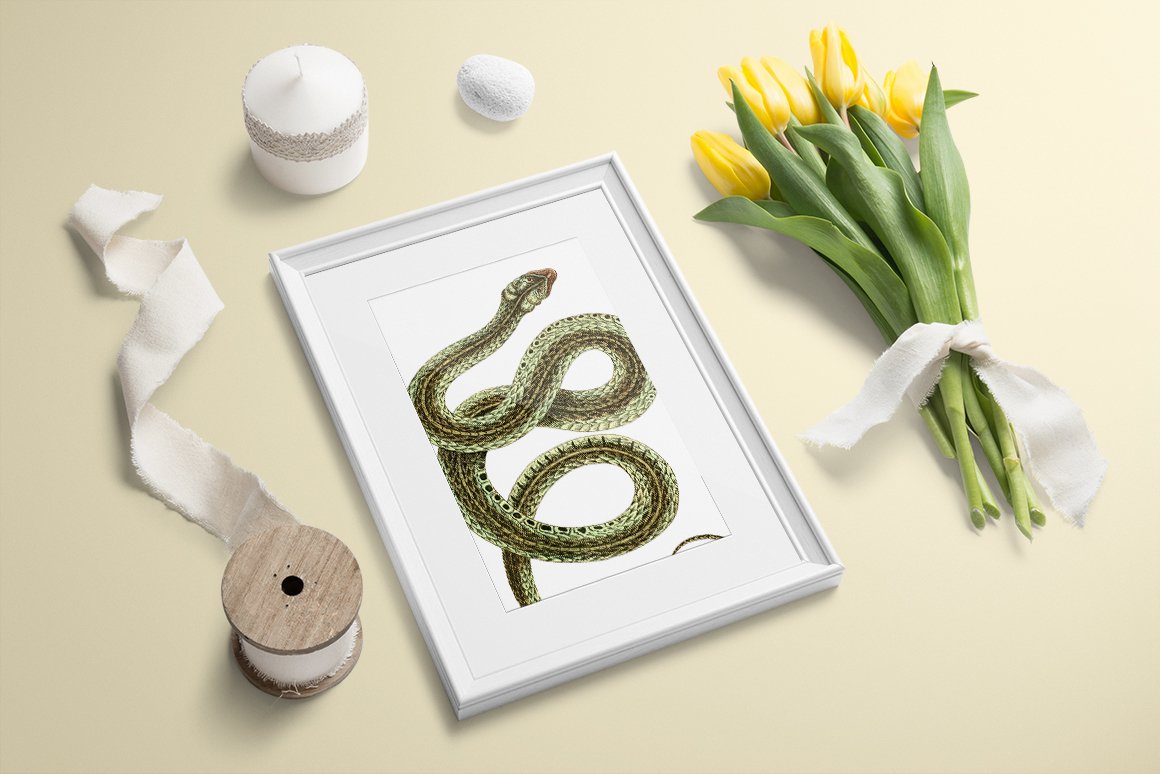Snow-white wall picture with a vintage image of a viper snake.