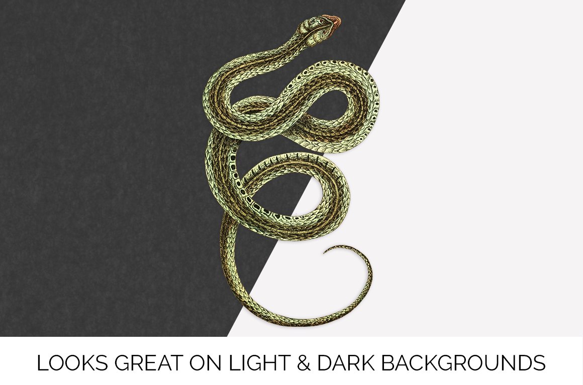 Charming viper snake on a black and white background.